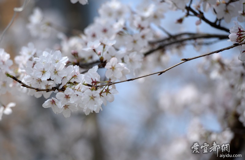 宜都文峰公园樱花开了 游人如织