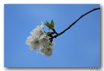 春暖花開“櫻花路”